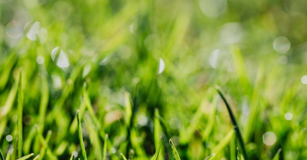 pexels-photo-4040861-4040861 A vibrant close-up of fresh green grass blades with morning dew, capturing the essence of a lush spring meadow.
