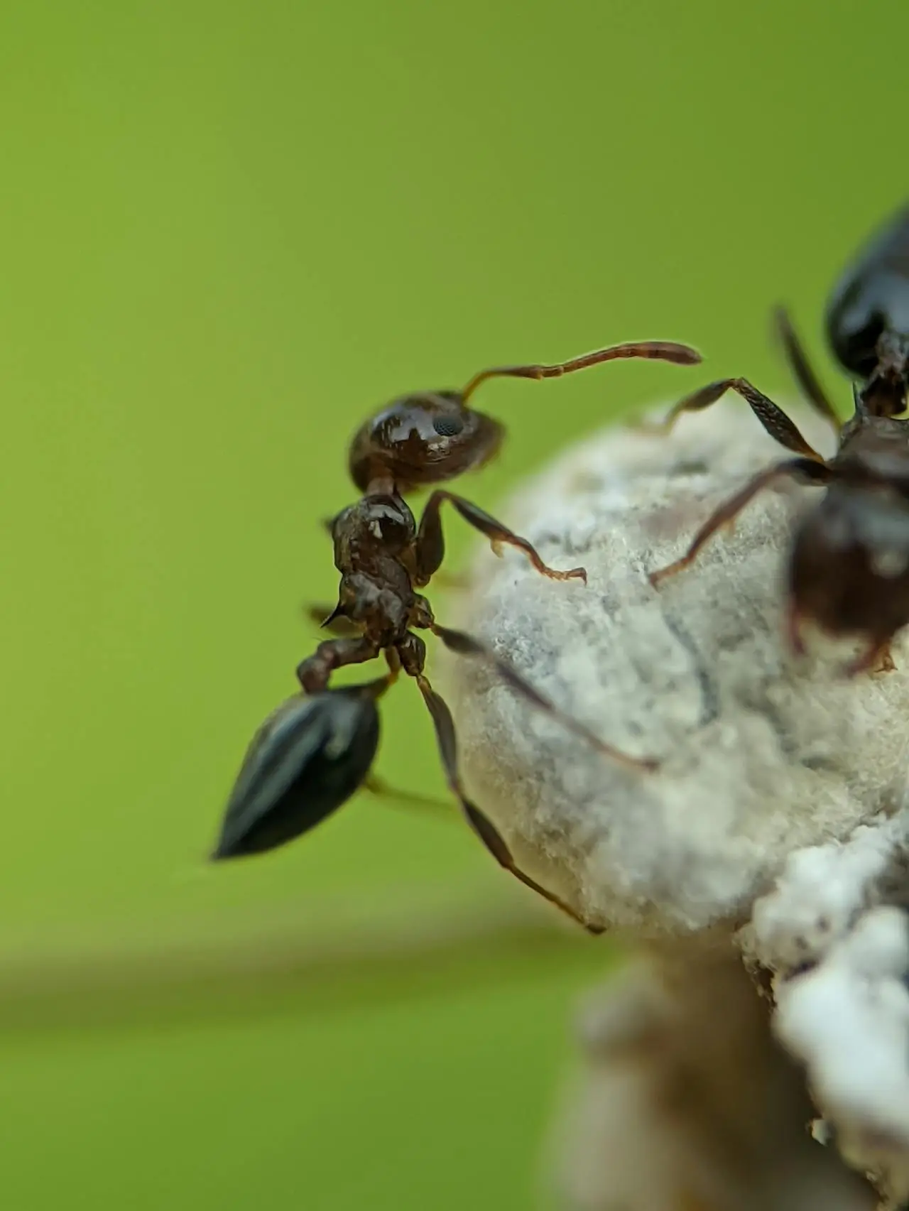 fourmis